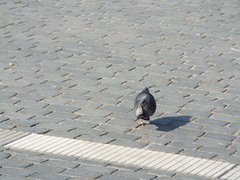Columba livia domestica