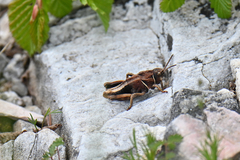 Nocaracris bulgaricus