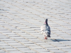 Columba livia domestica