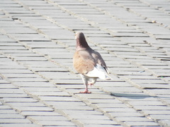 Columba livia domestica