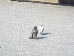 Columba livia domestica