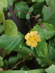 Malvastrum coromandelianum image