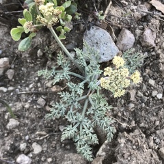 Lomatium nevadense