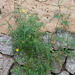 Slender Sowthistle - Photo (c) Andrée Weigel, some rights reserved (CC BY-NC-ND), uploaded by Andrée Weigel