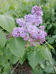 Syringa vulgaris