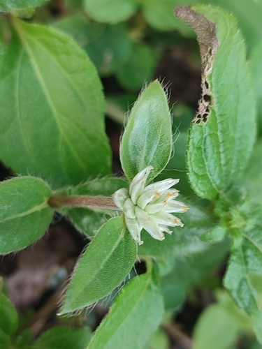 Gomphrena serrata image