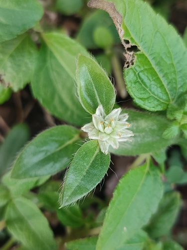 Gomphrena serrata image