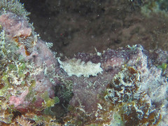 Plakobranchus ocellatus