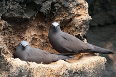 Anous stolidus galapagensis