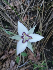 Calochortus lyallii