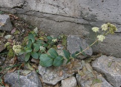 Hylotelephium maximum maximum