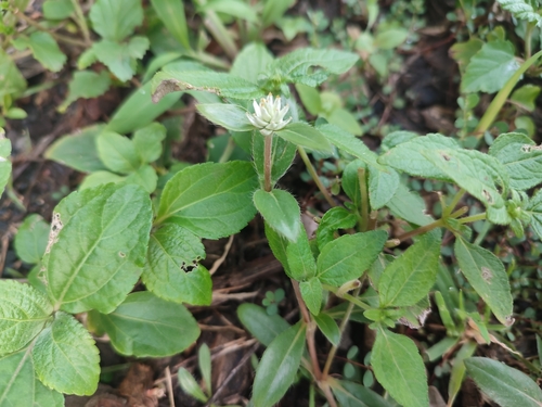 Gomphrena serrata image