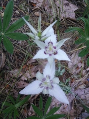 Calochortus lyallii