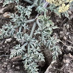 Lomatium nevadense