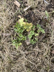 Ranunculus acris acris