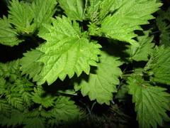 Urtica dioica