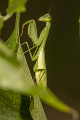 Stagmomantis fraterna