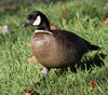 Cackling Goose - Photo (c) guyincognito, some rights reserved (CC BY-NC), uploaded by guyincognito