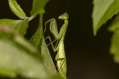 Stagmomantis fraterna