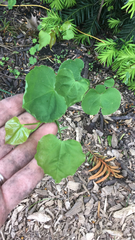Cercis canadensis
