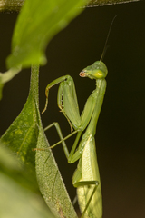 Stagmomantis fraterna
