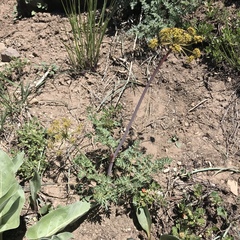 Lomatium dissectum