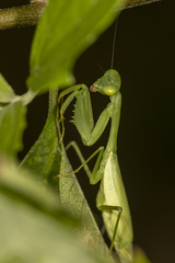 Stagmomantis fraterna