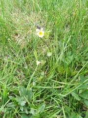 Viola arvensis
