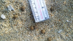 Sylvilagus cunicularius