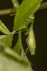 Stagmomantis fraterna
