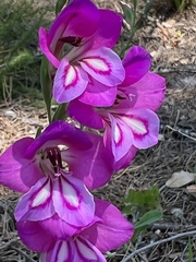 Gladiolus communis