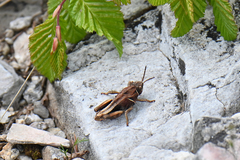 Nocaracris bulgaricus