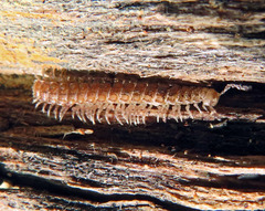 Polydesmoides