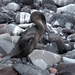 Flightless Cormorant - Photo (c) Mark Rosenstein, some rights reserved (CC BY-NC-SA)