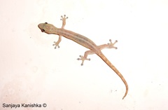 Hemiphyllodactylus typus