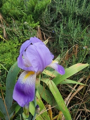 Iris mesopotamica