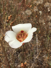 Calochortus vestae