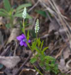 Polygala senega