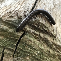 Acanthoiulus fuscipes