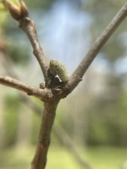 Amphibolips ellipsoidalis