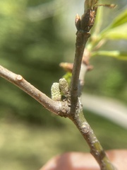Amphibolips ellipsoidalis