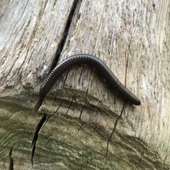 Acanthoiulus fuscipes