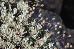 Euryops pectinatus pectinatus