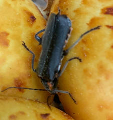 Cantharis obscura