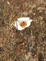 Calochortus vestae