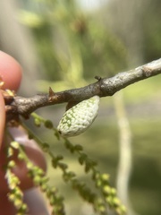 Amphibolips ellipsoidalis