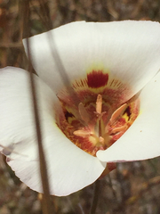 Calochortus vestae