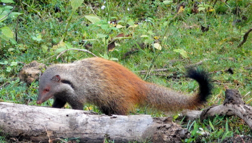 Stripe-necked Mongoose