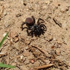 Antrodiaetus unicolor