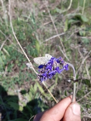 Salvia nutans